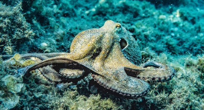 Octopus